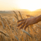 harvest field
