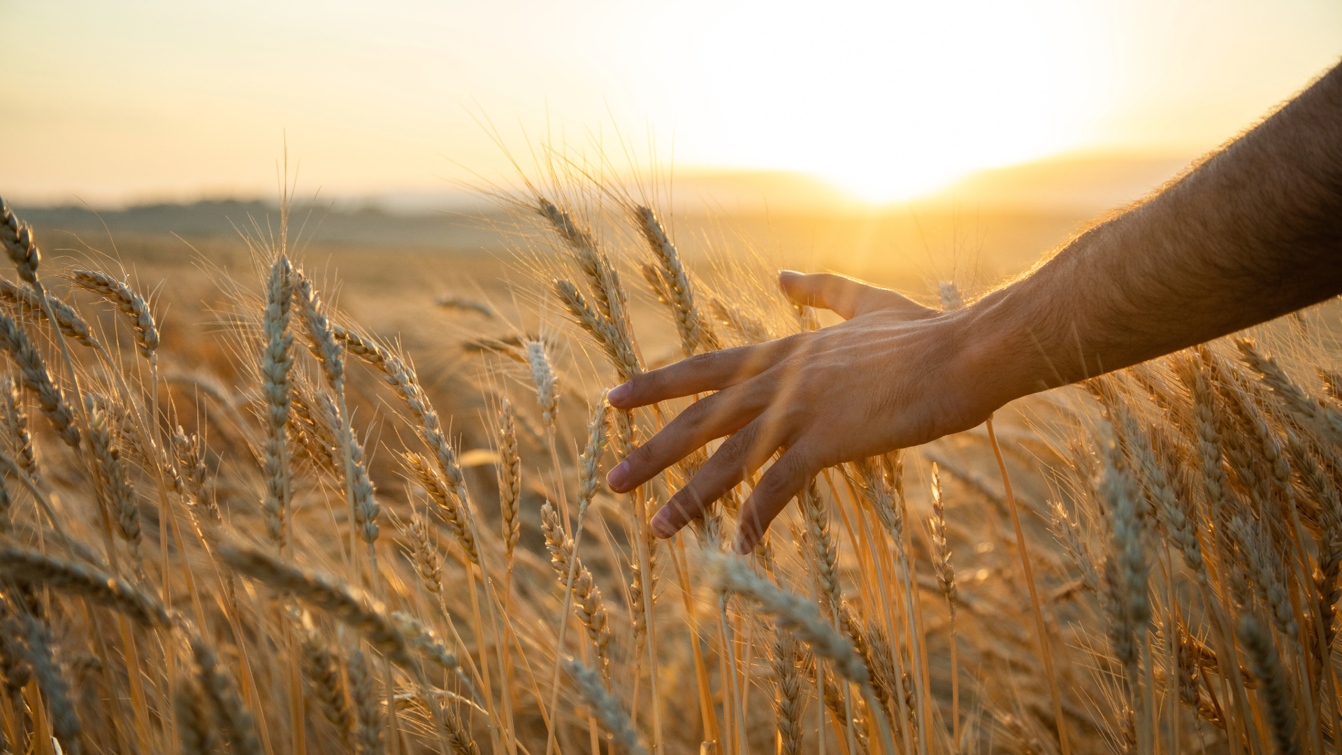 harvest field